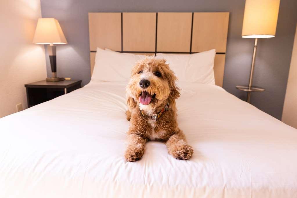 Sonesta Simply Suites Austin The Domain Area Room photo